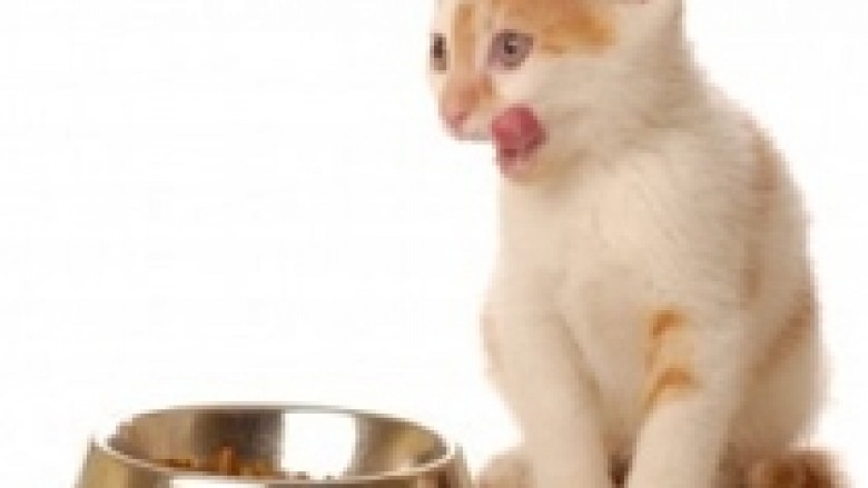 Ushqimi më luksoz për mace (Video)