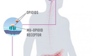 Si e kontrollon dhimbjen sistemi opioid