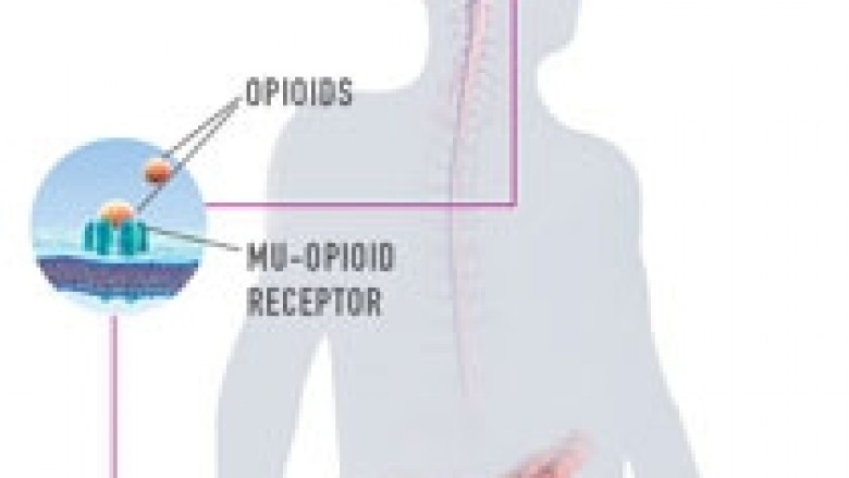 Si e kontrollon dhimbjen sistemi opioid