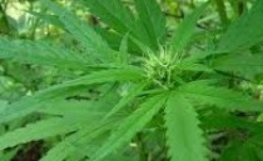 Tiranë, Cannabis sativa në oborrin e shtëpisë