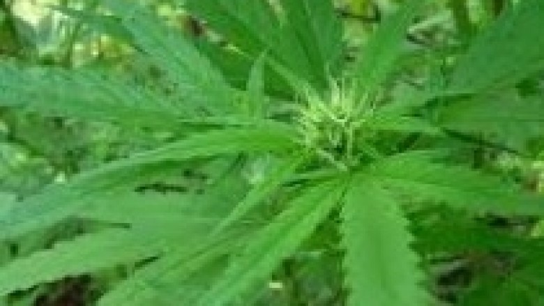 Tiranë, Cannabis sativa në oborrin e shtëpisë