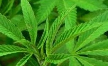 Vlorë, asgjësohet Cannabis sativa