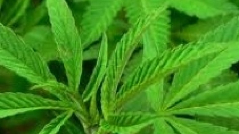 Vlorë, asgjësohet Cannabis sativa