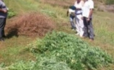 Elbasan, sekuestrohen 500 rrënjë cannabis attiva