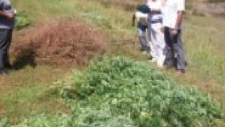 Elbasan, sekuestrohen 500 rrënjë cannabis attiva