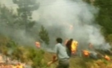 Lushnjë, zjarri përfshin kodrat e Ardenicës