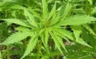 Asgjësohet kannabis, pezullohen 2 policë