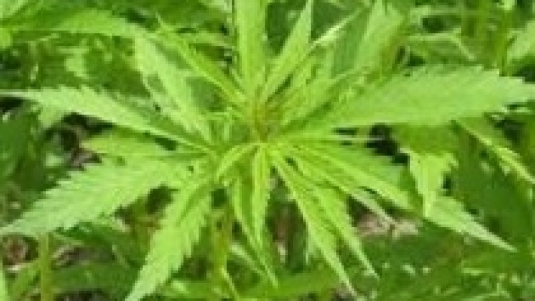 Asgjësohet kannabis, pezullohen 2 policë