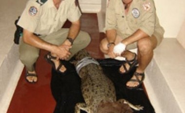 Policia australiane “arreston” një krokodil