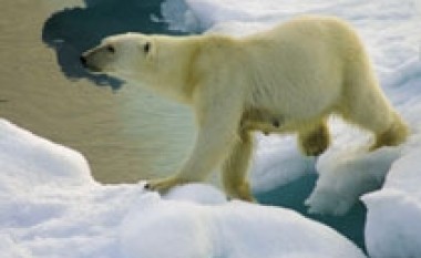 Mbijeton mbi një sondë akulli, bashkë me arinjtë polarë