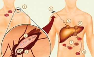 Malaria: Fillimi i fundit të saj?