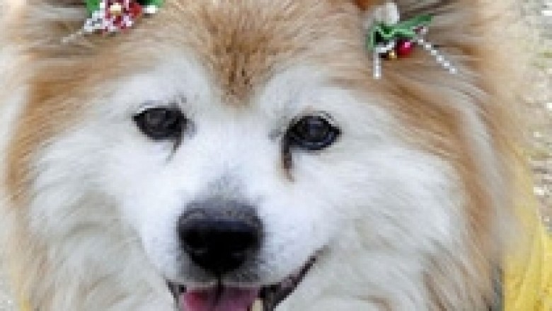 The oldest dog in the world died at the age of 26 - Telegraph - Telegraph