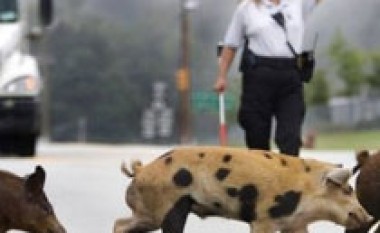 Derrat mbylli autostradën