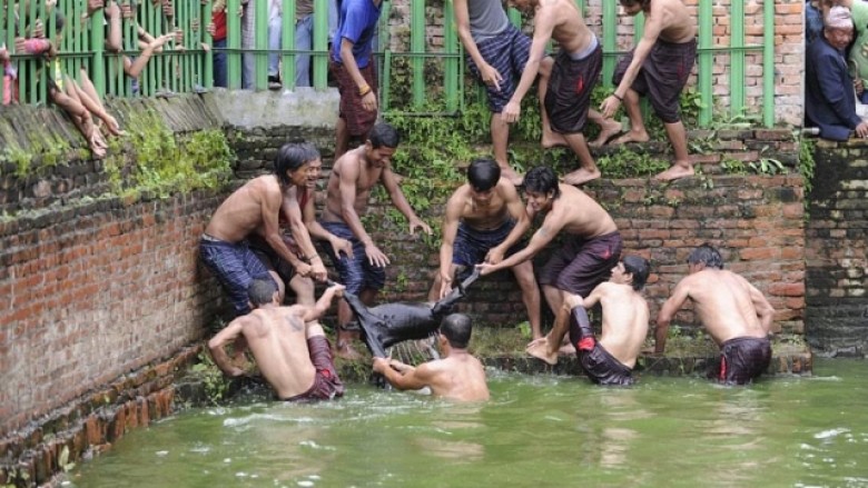 Festivali barbar, ku burrat duhet të copëtojnë një dhi (Foto)