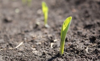 Përfundon projekti katërvjeçar ‘Të kultivojmë më shumë misër’