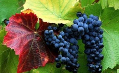 Sivjet në Kosovë ka më pak rrush, por më cilësor (Video)