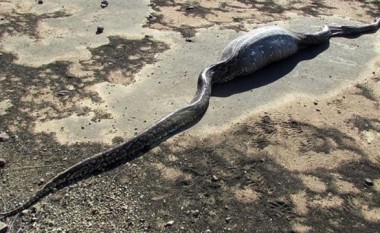 Gjarpri e përpiu iriqin, por e pësoi me jetë (Foto)