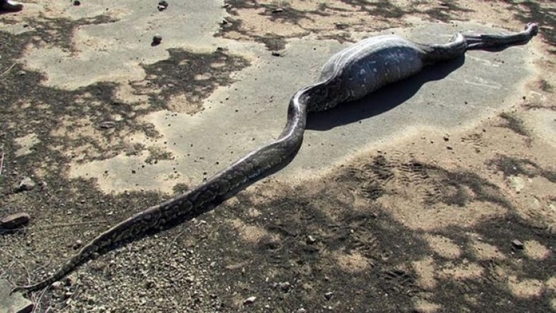 Gjarpri e përpiu iriqin, por e pësoi me jetë (Foto)