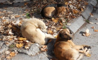 Shoqata AMOS ka filluar me kapjen dhe trajtimin e qenve endacak në qytetin e Tetovës