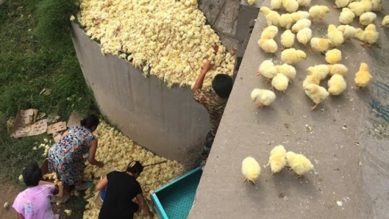 Kamioni rrotullohet, banorët mbledhin zogjtë e pulës (Foto)