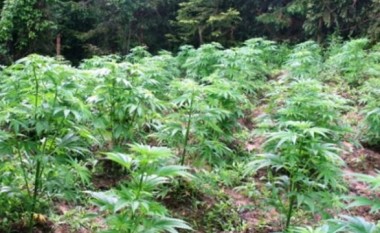 Kultivonin bimë narkotike, policia konfiskon pajisje laboratorike në Prishtinë