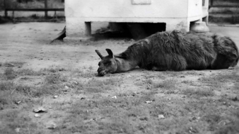 Kopshti Zoologjik i Tiranës, i gjashti më i keq në botë