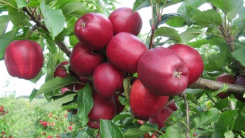 Kultivuesit e mollëve nga Prespa dhe Resnja janë të kënaqur me cilësinë, megjithatë paralajmërojnë rritje të çmimeve për produktet