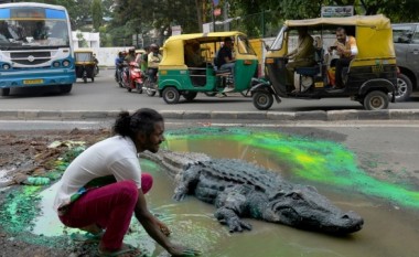 Krokodili në mes të qytetit: Ja për çfarë arsye e kishte vendosur artisti indian! (Foto)