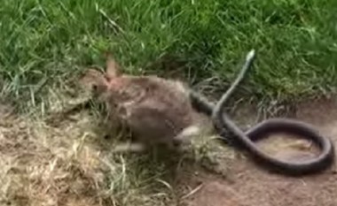 Kur është fjala për të vegjlit, edhe lepuri bëhet trim! (Video)