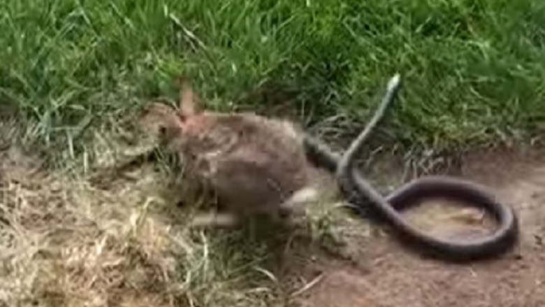 Kur është fjala për të vegjlit, edhe lepuri bëhet trim! (Video)