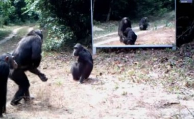 Kur kafshët e egra shikojnë veten për herë të parë në pasqyrë! (Video)