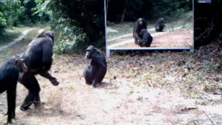 Kur kafshët e egra shikojnë veten për herë të parë në pasqyrë! (Video)