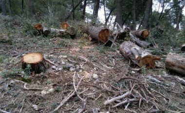 Kapen prerësit ilegalë të pyjeve, konfiskohen tetë mjete transporti në Ferizaj