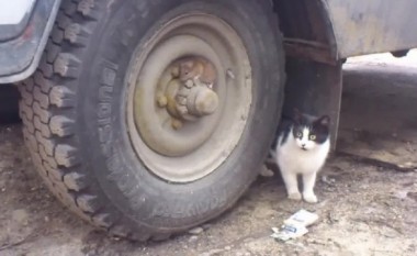 “Tomi dhe Jerry” në jetën reale (Video)