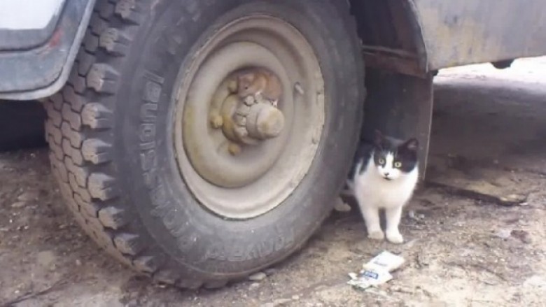 “Tomi dhe Jerry” në jetën reale (Video)