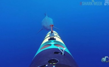 ‘SharkCam’ na tregon se si kafshon peshkaqeni (Video)