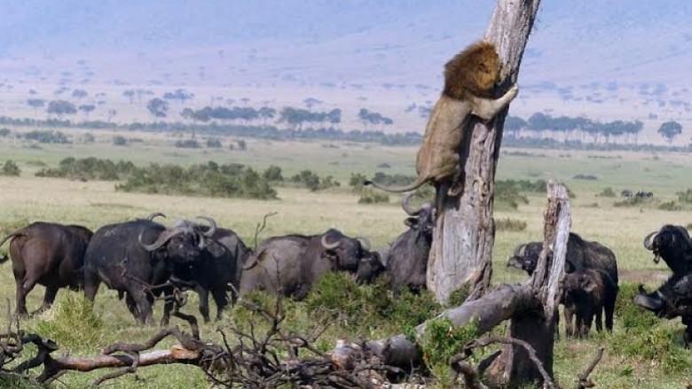 Luani qyqar u ngjit në pemë, për të ikur nga bizonët (Foto)