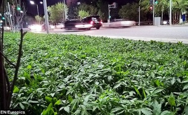 Marihuana midis kryeqytetit të Kazakistanit (Foto)