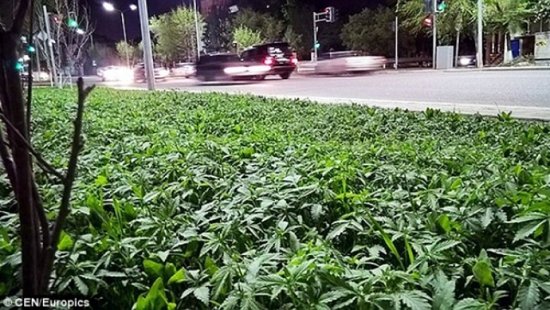 Marihuana midis kryeqytetit të Kazakistanit (Foto)