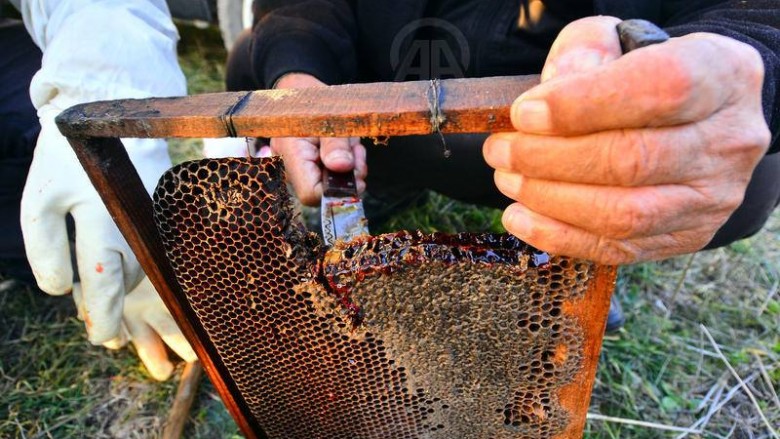 Mjalti i kuq, i befason bletarët në Turqi (Foto)