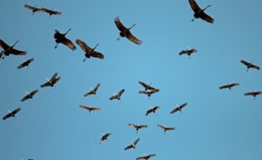 Edhe në Maqedoni u vëzhgua migrimi i zogjve