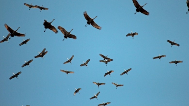 Krejt po ikin: As zogjtë shtegtarë s’po vijnë si më parë në Kosovë