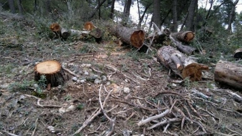 Vdes duke prerë dru në pyll