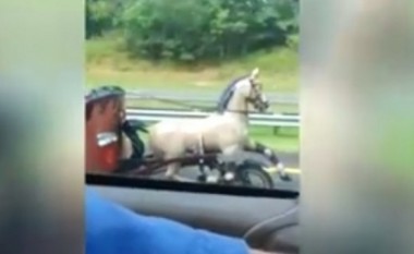 Një “kalë me rrota” në autostradë (Video)