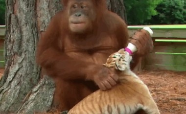 Orangutangu nuk e kupton se tre fëmijët e tij janë tigra (Video)