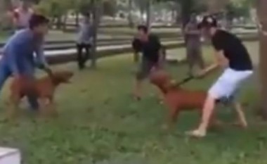 Përleshje të këtillë të qenve nuk keni parë kurrë (Video)