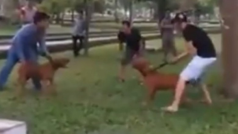 Përleshje të këtillë të qenve nuk keni parë kurrë (Video)