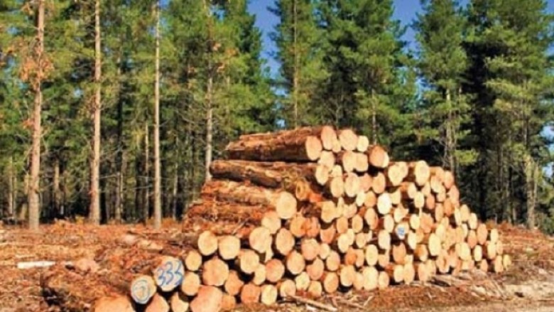 Vjedhja e pyjeve, Prokuroria e Pejës për gjashtë muaj ka ngritur 59 aktakuza