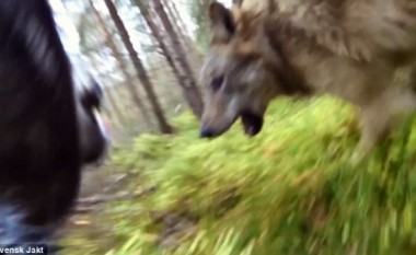 Pamje të rralla: Ujqërit sulmojnë një qen në pyll (Video)