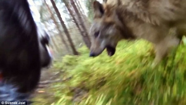 Pamje të rralla: Ujqërit sulmojnë një qen në pyll (Video)